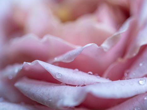 Close-up delicate Koko Loco rose petals as nature background