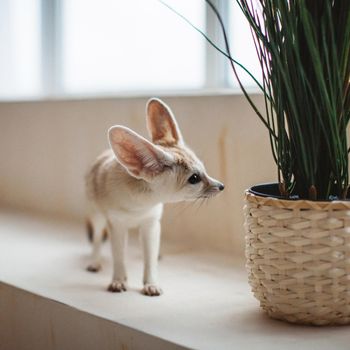 Pretty Fennec fox, Vulpes zerda, cub in front of window