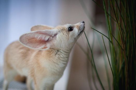 Pretty Fennec fox, Vulpes zerda, cub in front of window