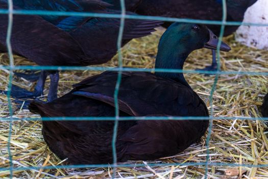 A black duck with feathers with a green tint lies in an aviary close up