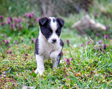 Little patterned puppy in the grass. Close up