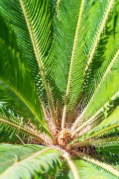 Juicy green leaves of cycas revoluta palm tree in sunlight natural background