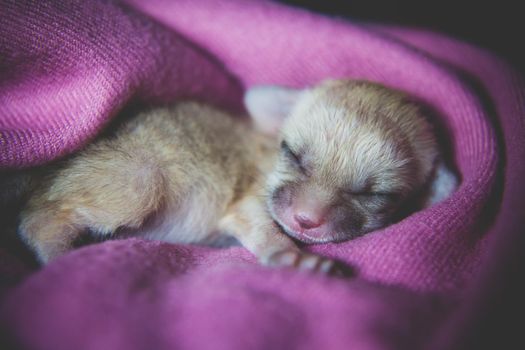 Cute Newborn fennec fox cub on hand, 2 weeks old