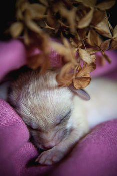 Cute Newborn fennec fox cub on hand, 2 weeks old