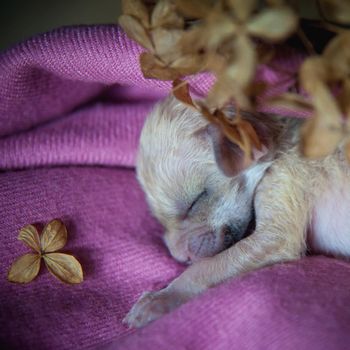 Cute Newborn fennec fox cub on hand, 2 weeks old