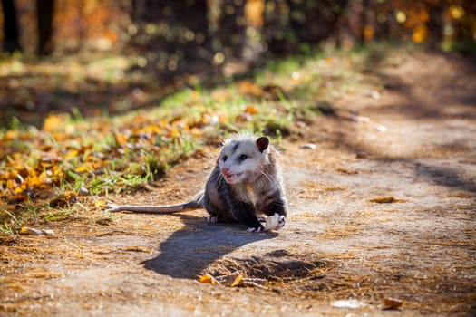 The Virginia or North American opossum, Didelphis virginiana, in autumn park