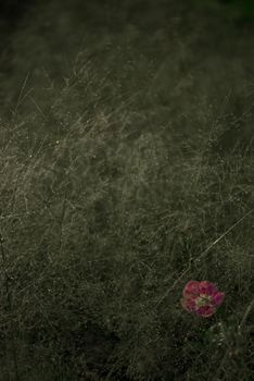 A Pink flower in the Cyrtococcum patens field