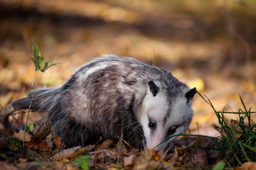 The Virginia or North American opossum, Didelphis virginiana, in autumn park