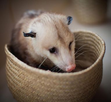 The Virginia or North American opossum, Didelphis virginiana, in a basket