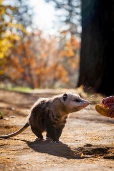 The Virginia or North American opossum, Didelphis virginiana, in autumn park