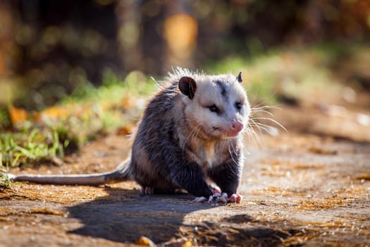 The Virginia or North American opossum, Didelphis virginiana, in autumn park