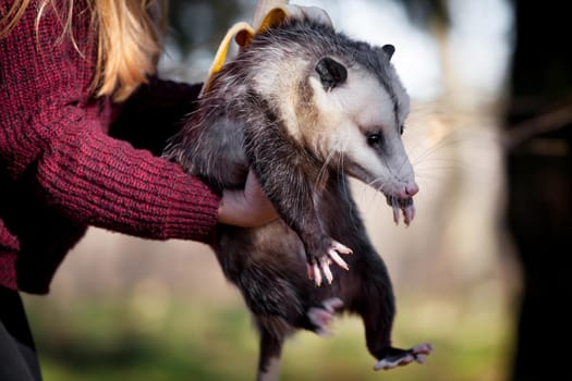 The Virginia or North American opossum, Didelphis virginiana, in autumn park