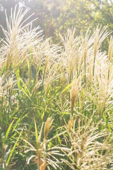 Golden panicles of Miscanthus sinensis garden plant in sunlight