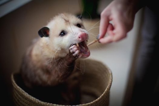 The Virginia or North American opossum, Didelphis virginiana, in a basket