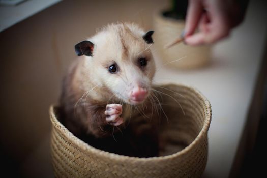 The Virginia or North American opossum, Didelphis virginiana, in a basket