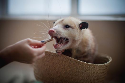 The Virginia or North American opossum, Didelphis virginiana, in a basket