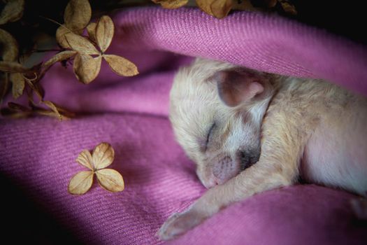 Cute Newborn fennec fox cub on hand, 2 weeks old