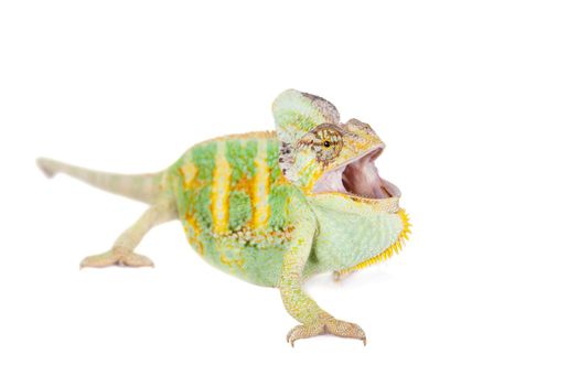 The veiled chameleon, Chamaeleo calyptratus, female isolated on white background