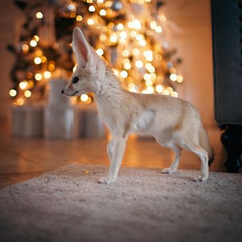 Pretty Fennec fox cub on brown backgorund with flowers