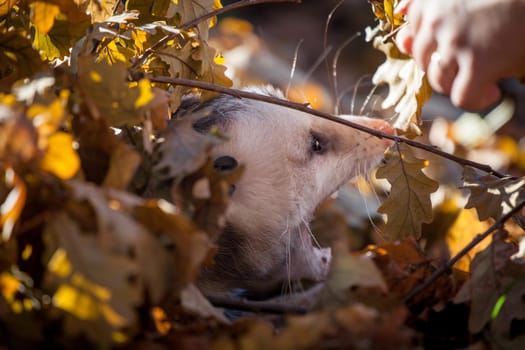 The Virginia or North American opossum, Didelphis virginiana, in autumn park