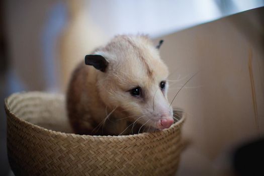 The Virginia or North American opossum, Didelphis virginiana, in a basket