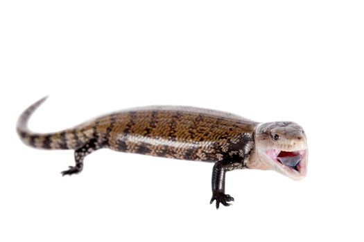 Eastern Blue-tongued Skink, Tiliqua scincoides, isolated on white background.