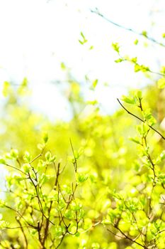 Natural environment, botanical textures and bioenergy concept - Green leaves in springtime, nature background