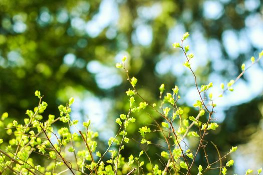 Natural environment, botanical textures and bioenergy concept - Green leaves in springtime, nature background