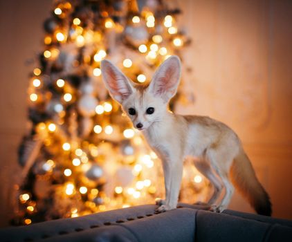 Pretty Fennec fox cub on brown backgorund with flowers