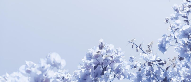 Flower background, spring nature and botanical beauty concept - Blue floral composition