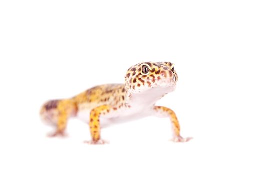 Tangerine Tremper Leopard Gecko on a white background