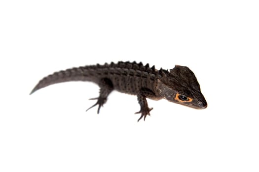 Red-eyed crocodile skinks, tribolonotus gracilis, isolated on white background