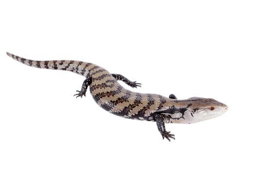 Indonesian Blue-tongued Skink, Tiliqua gigas, isolated on white background.