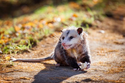 The Virginia or North American opossum, Didelphis virginiana, in autumn park