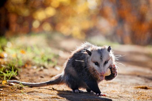 The Virginia or North American opossum, Didelphis virginiana, in autumn park