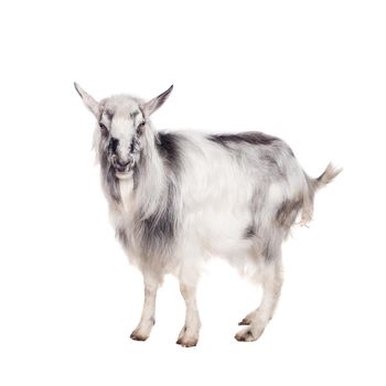 Funny gray goat isolated on white background