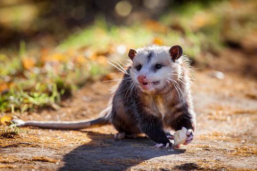 The Virginia or North American opossum, Didelphis virginiana, in autumn park