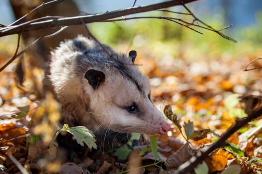 The Virginia or North American opossum, Didelphis virginiana, in autumn park