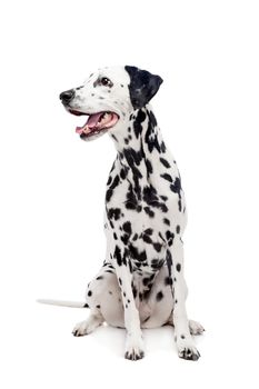 Beauty dalmatian dog, isolated on white background