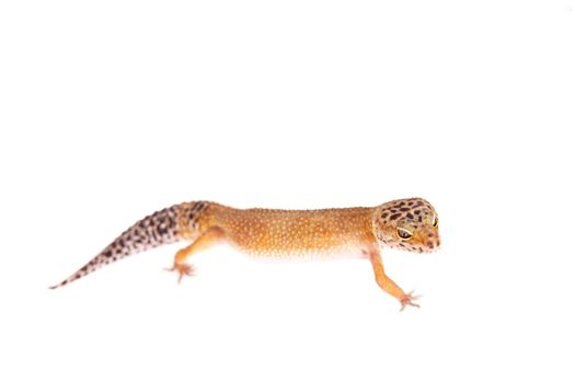 Tangerine Tremper Leopard Gecko on a white background