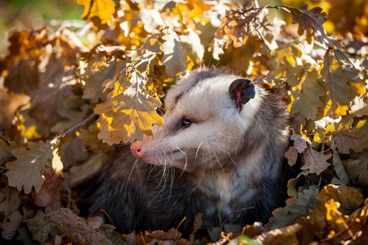 The Virginia or North American opossum, Didelphis virginiana, in autumn park