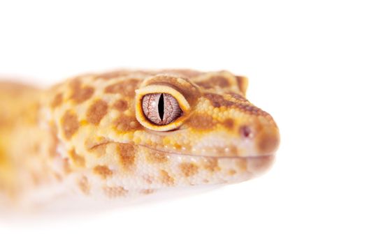 Tangerine Tremper Leopard Gecko on a white background