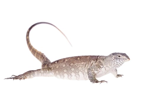 Nile monitor, Varanus niloticus, isolated on white background