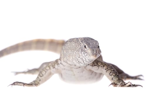 Nile monitor, Varanus niloticus, isolated on white background