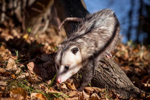 The Virginia or North American opossum, Didelphis virginiana, in autumn park