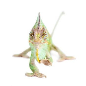 The veiled chameleon, Chamaeleo calyptratus, female isolated on white background