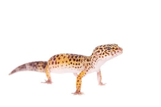 Tangerine Tremper Leopard Gecko on a white background