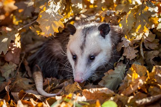 The Virginia or North American opossum, Didelphis virginiana, in autumn park