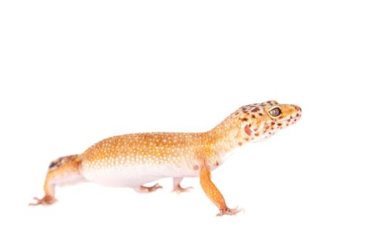 Tangerine Tremper Leopard Gecko on a white background