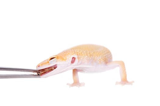 Albino Leopard Gecko, Eublepharis macularius, on a white background